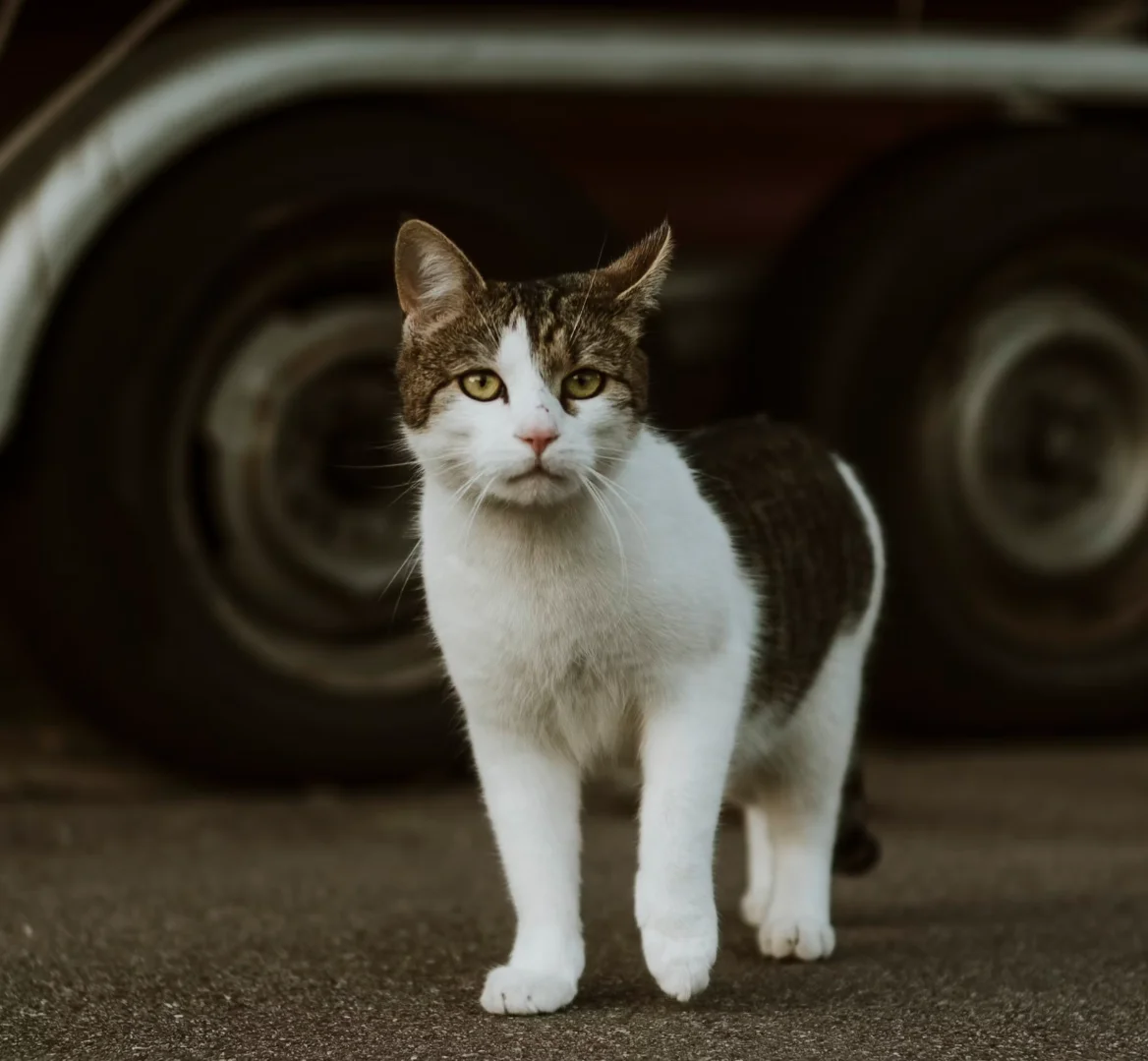Abandono de pets pode render sanções na CNH; saiba mais