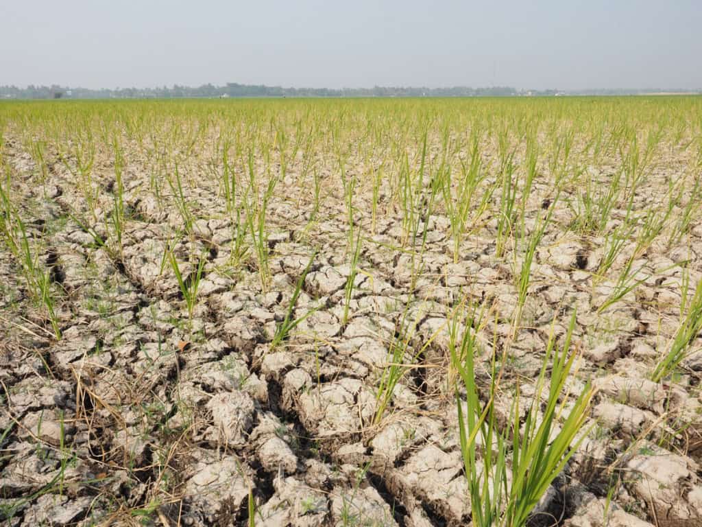 ONU: El Niño vai ficar muito forte e mudar o clima até 2027