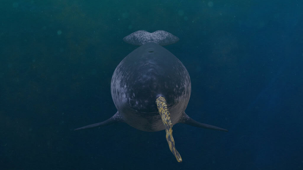 Unicórnio do mar: cientistas desvendam mistério do chifre do narval, a única presa reta da natureza – que pode chegar a 3 metros de comprimento